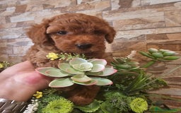 Caniche Toy perros en venta: CAMADA DE CANICHE TOY  - Imagen 4