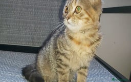 Británico de Pelo Corto gatos en venta: Gatita british shorthair (britanica pelo corto) - Imagen 1