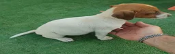 Jack Russell Terrier perros en venta: Cachorros Jack Rasel  - Anuncio 3