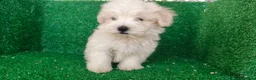 Bichón Maltés perros en venta: Bichón maltés  - Anuncio 13