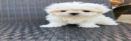 Bichón Maltés perros en venta: Bichon miniatura líneas coreanas!!! - Anuncio 4