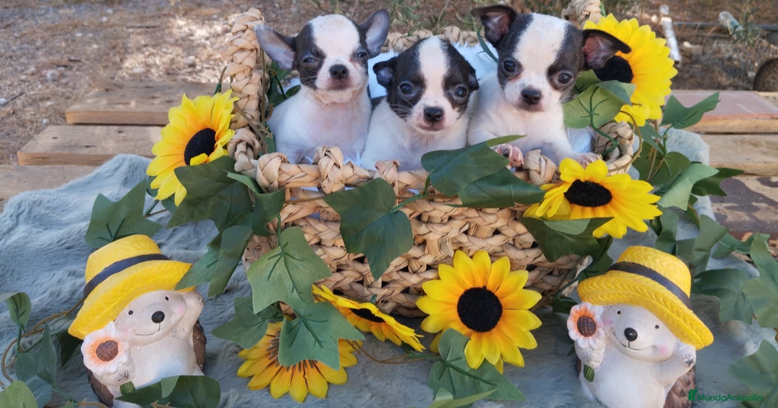 Chihuahua perros CHIHUAHUAS TOYS CABEZA de MANZANA 🍎🍎 🥰🥰🥰 - Anuncio 2