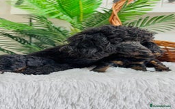 Caniche Toy perros en venta: CANICHE TOY HEMBRA - Imagen 10