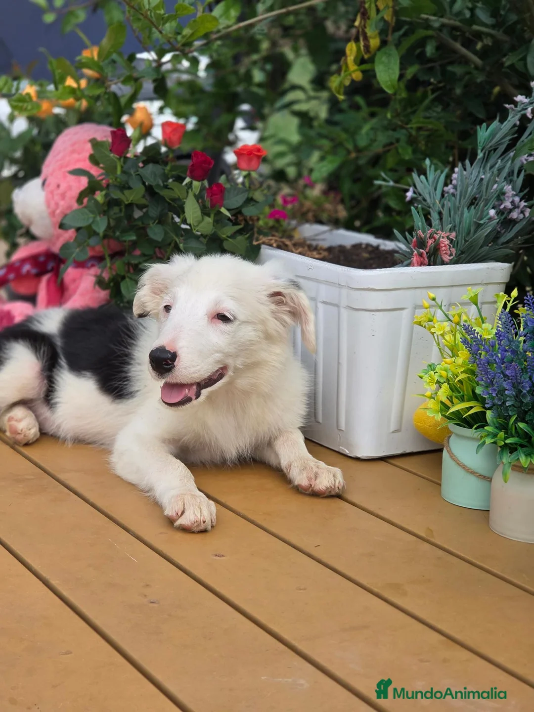 Border Collie perros en venta: Border collie para entregar - Anuncio 4