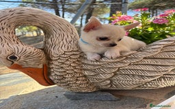 Chihuahua perros en venta: Chihuahua Macho fotos actuales !!! - Imagen 1