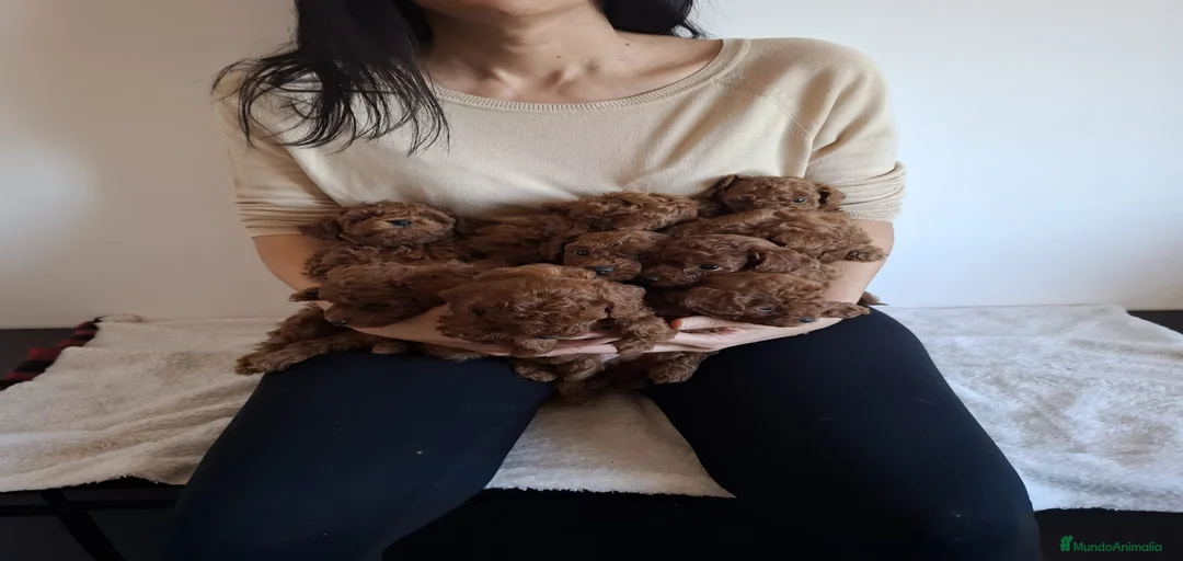 Imagen de galería {{count}}