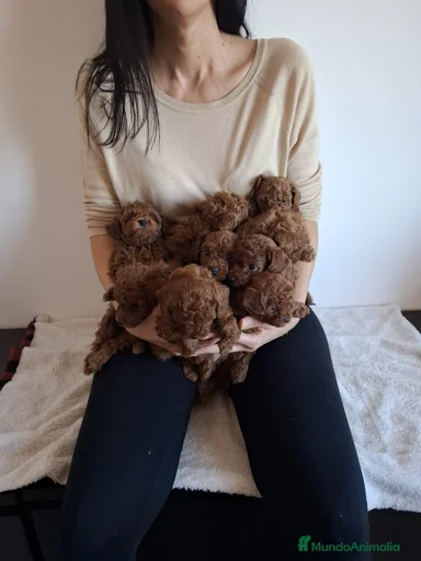 Imagen de galería {{count}}