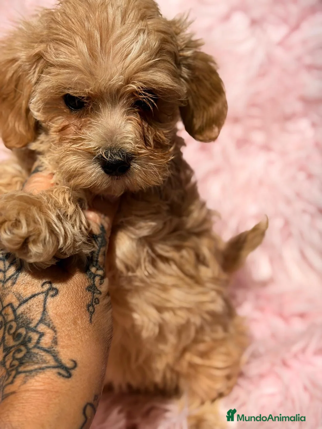 Maltipoo perros en venta: Preciosa maltipoo - Anuncio 3