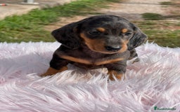 Teckel Miniatura perros en venta: Teckel miniatura  - Imagen 2