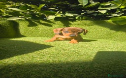 Teckel Miniatura perros en venta: teckel miniatura  - Imagen 24