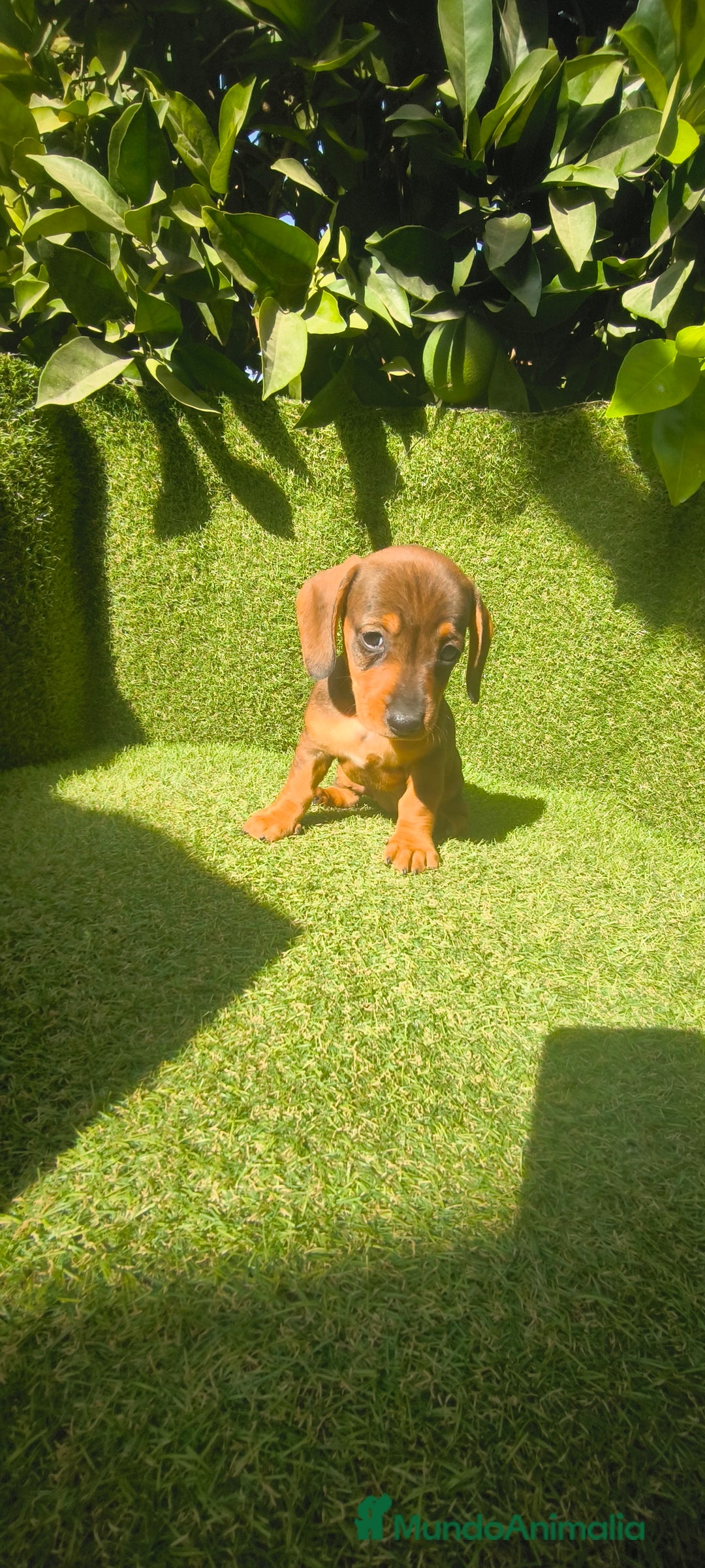 Teckel Miniatura perros en venta: teckel miniatura  - Imagen 24