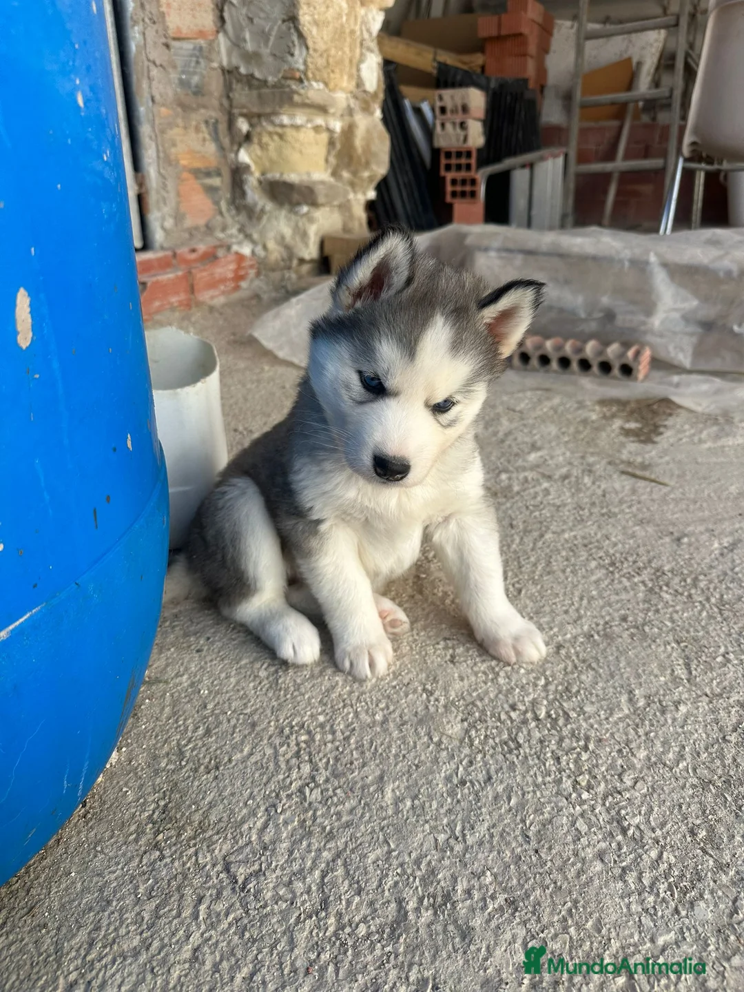 Husky Siberiano perros en venta: Husky Siberiano  - Anuncio 4