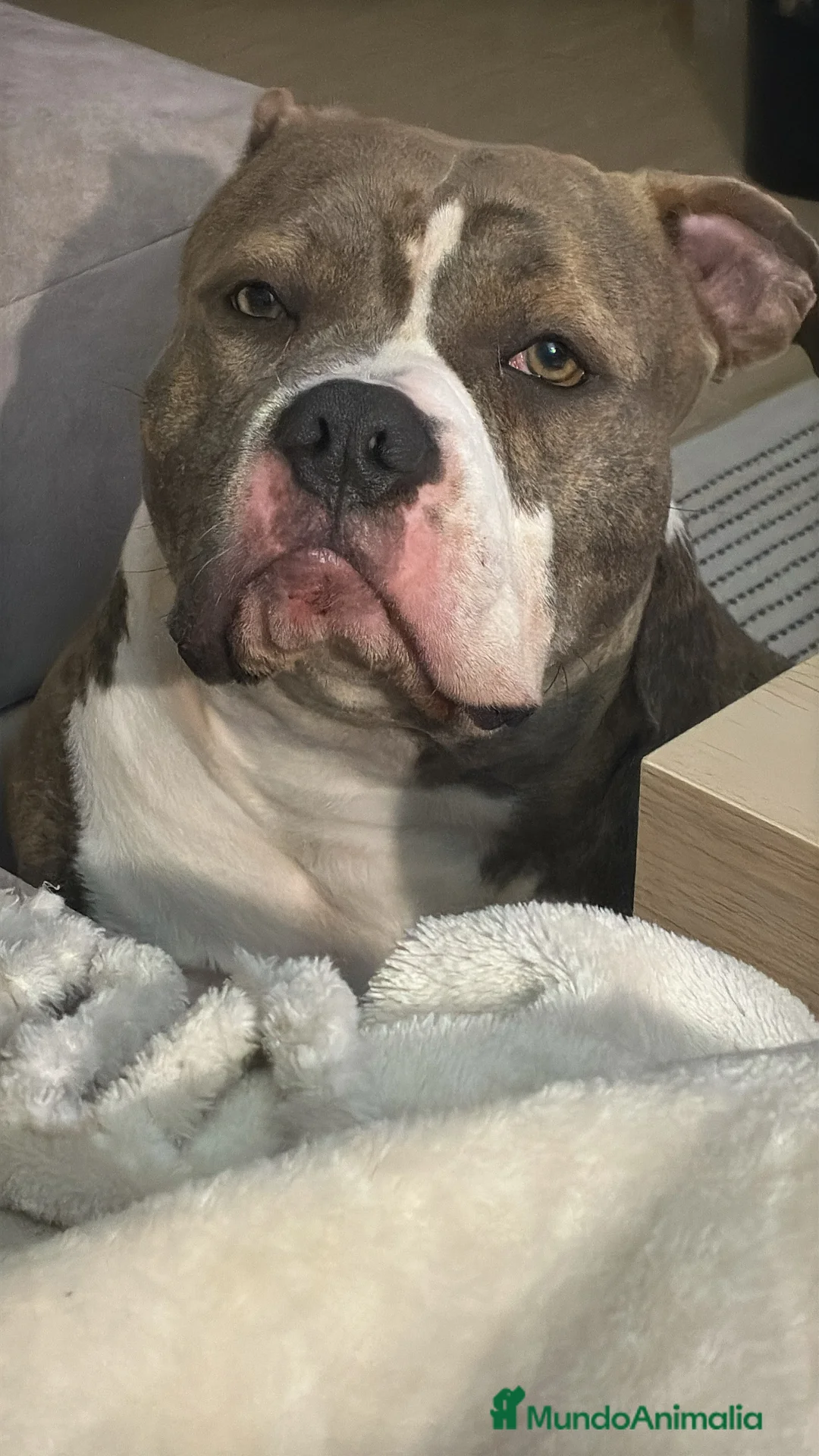 American Bully perros para monta: American Bully Pocket - Anuncio 3