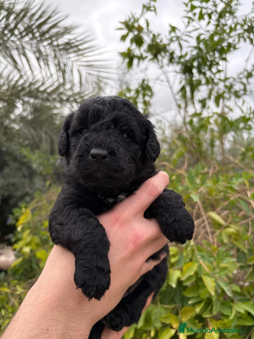 Labradoodle perros en venta: Labradoodle  - Anuncio 4