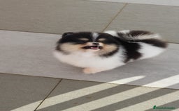 Pomerania perros en venta: Perros Pomeranios   - Imagen 2