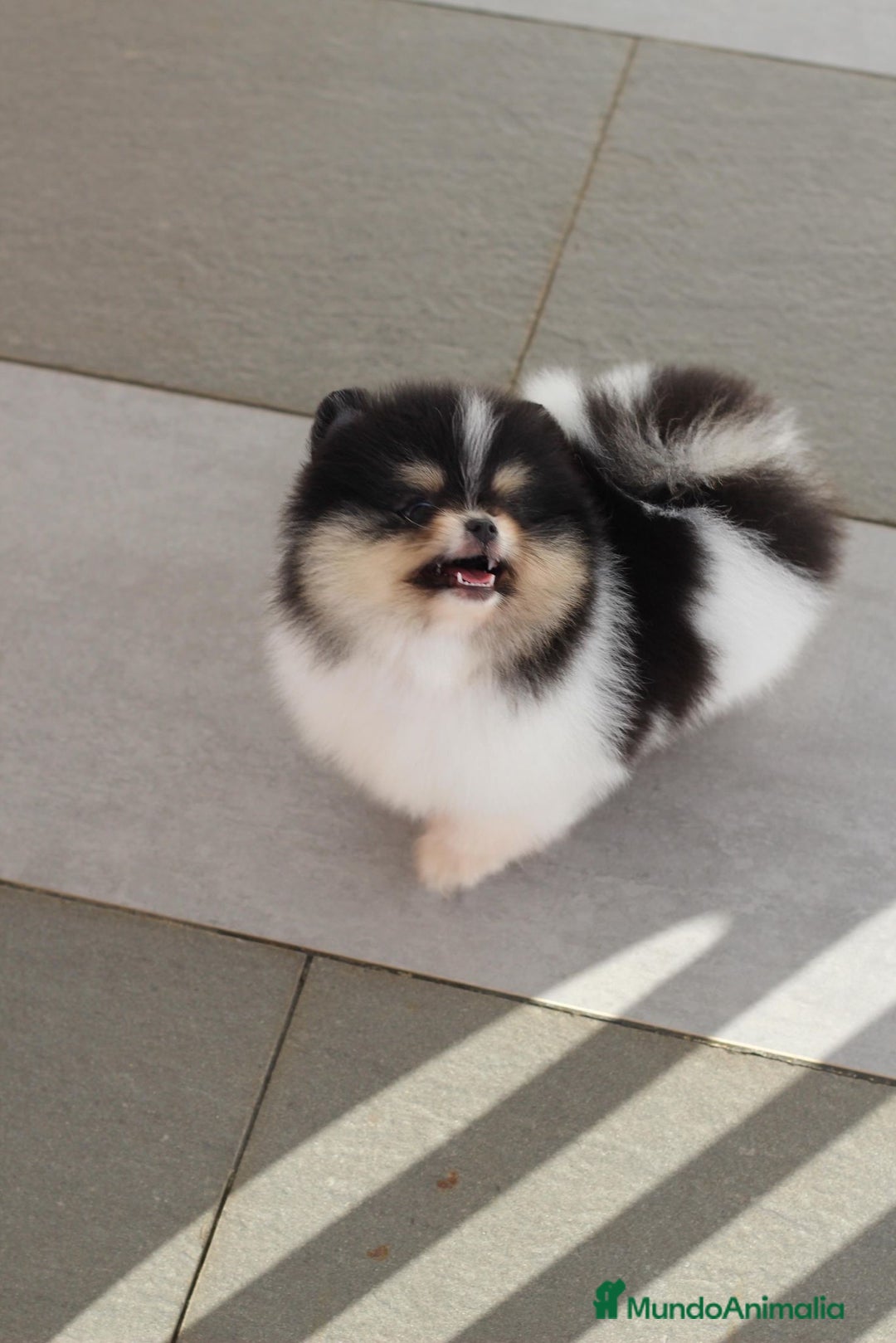 Pomerania perros en venta: Perros Pomeranios   - Imagen 2