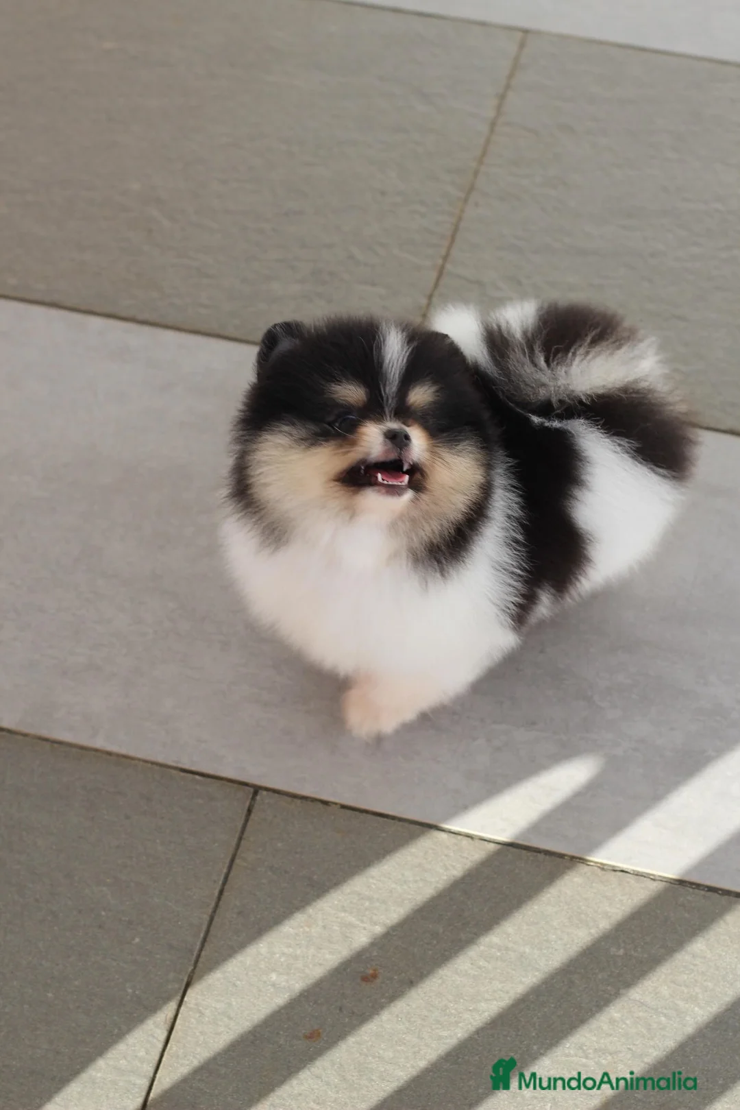 Pomerania perros en venta: Perros Pomeranios   - Anuncio 2