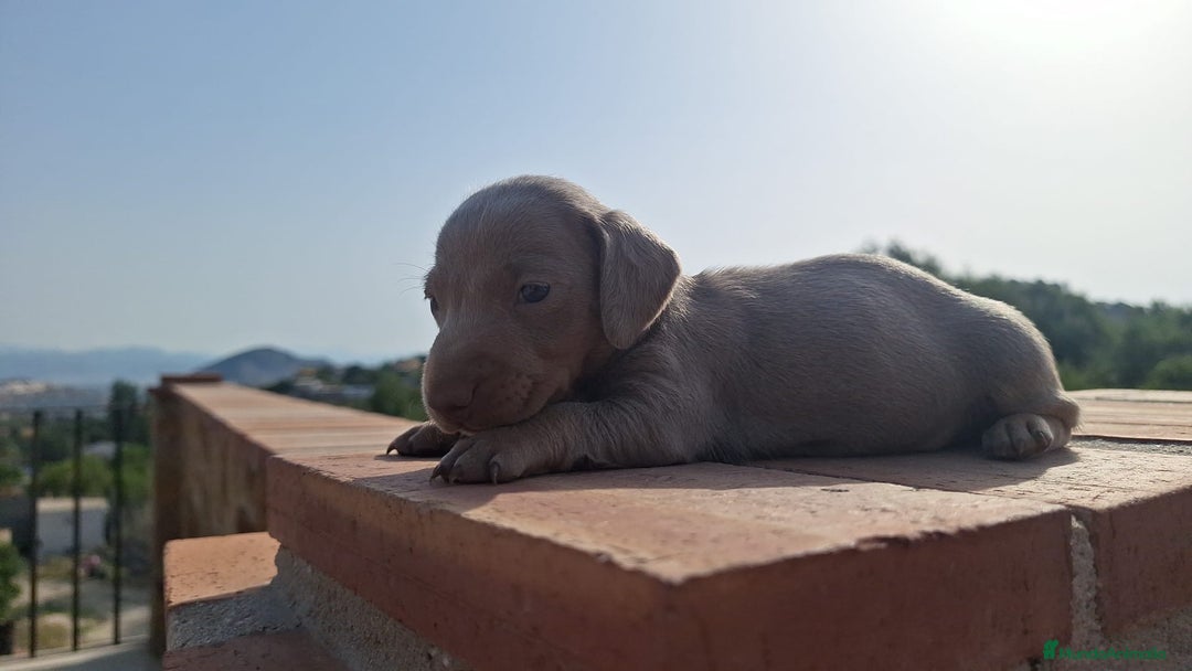 Teckel perros en venta: Teckels arlequin isabello  - Imagen 4