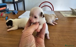 Chihuahua perros en venta: Espectaculares chihuahuas  - Imagen 2