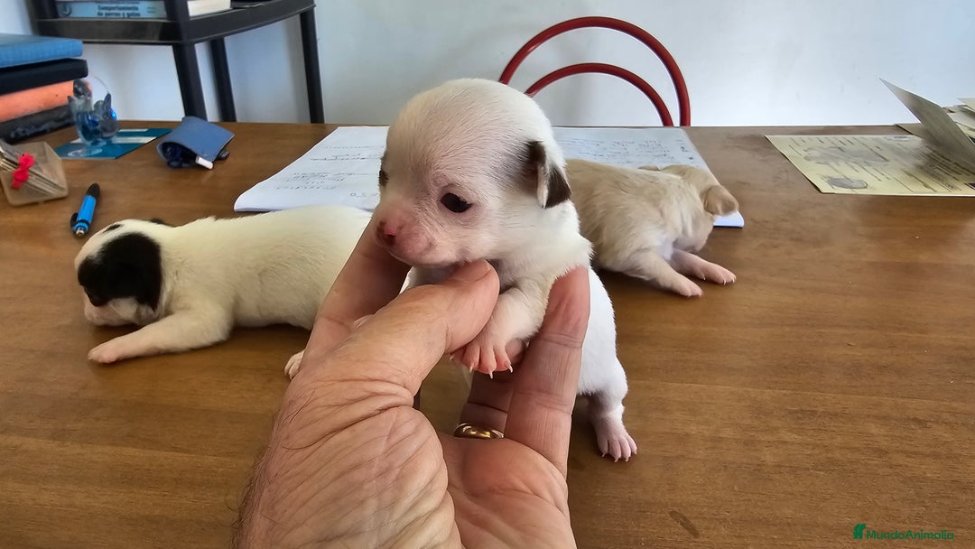 Chihuahua perros en venta: Espectaculares chihuahuas  - Imagen 2