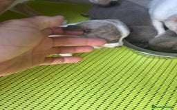 Chihuahua perros en venta: Chihuahua cabeza venado  - Imagen 7
