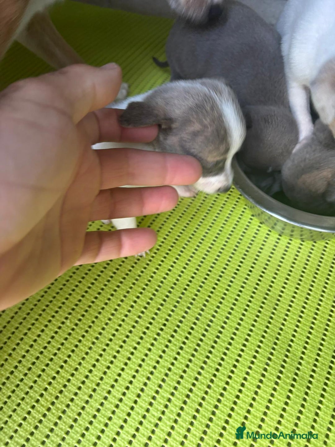 Chihuahua perros en venta: Chihuahua cabeza venado  - Imagen 7