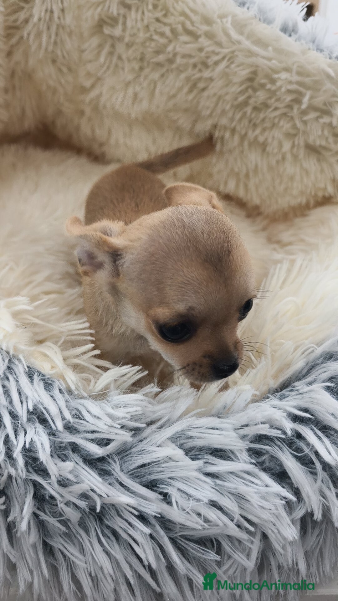 Chihuahua perros en venta: Chihuahua disponibles - Imagen 7