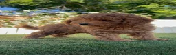 Caniche Enano perros en venta: CANICHE ENANO - Anuncio 22