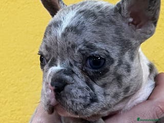 Bulldog Francés perros BULLDOG FRANCÉS EXÓTICO HEMBRA en Barcelona - Anuncio 23