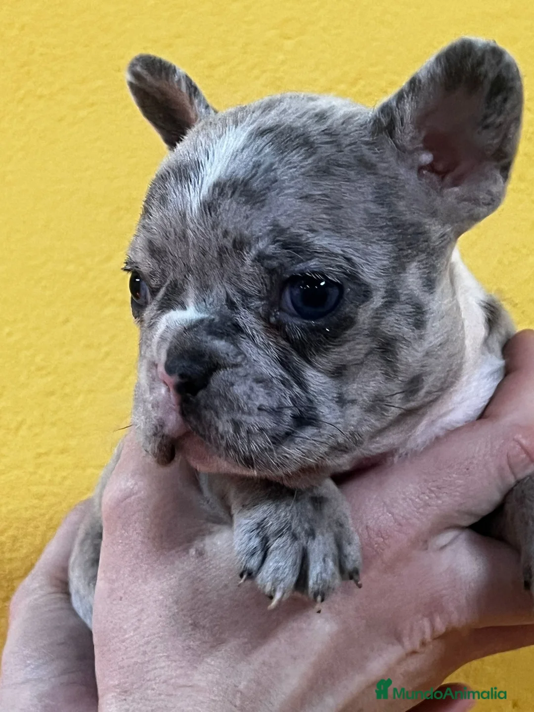 Bulldog Francés perros en venta: BULLDOG FRANCÉS EXÓTICO HEMBRA en Barcelona - Anuncio 1