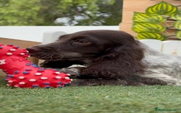 Cocker Spaniel Inglés perros en venta: COCKER RUANO - Imagen 16