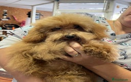 Caniche Toy perros en venta: Última caniche toy roja  - Imagen 2