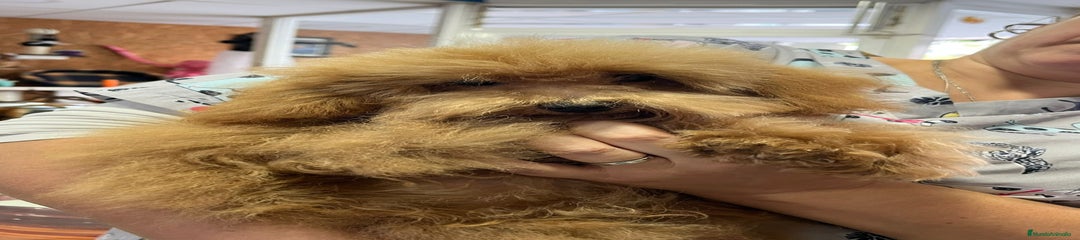 Caniche Toy Cachorro 2