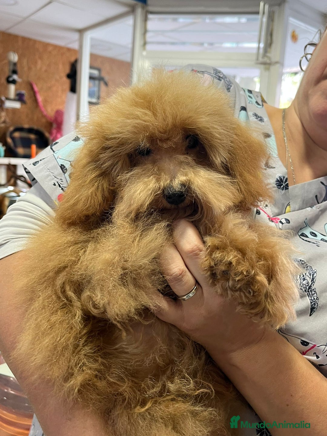 Caniche Toy perros en venta: Última caniche toy roja  - Imagen 2