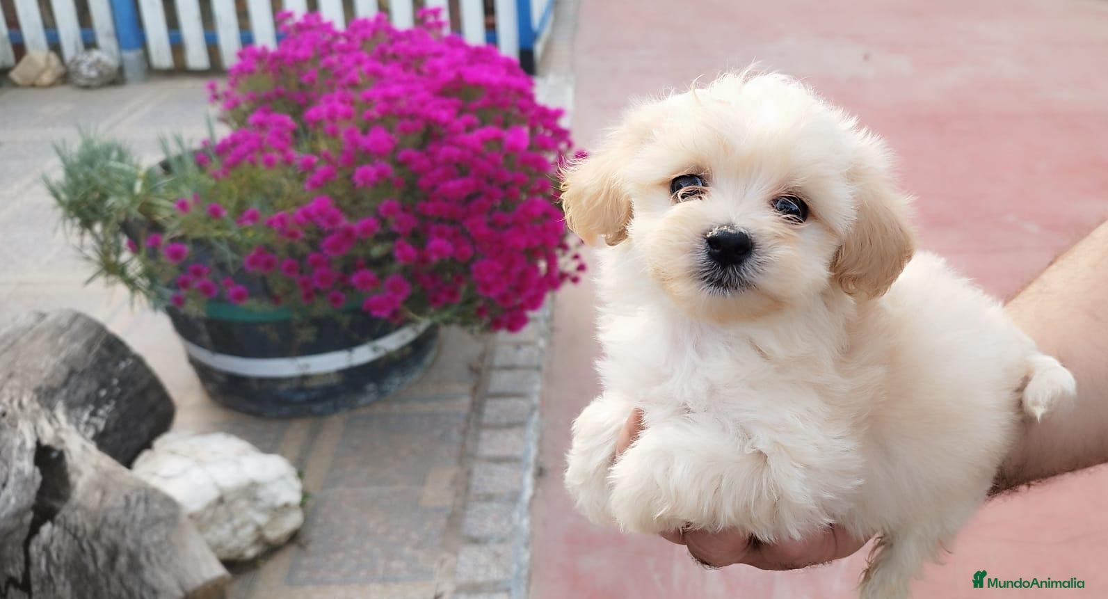 Maltipoo perros Maltipoo  cachorros  - Anuncio 2