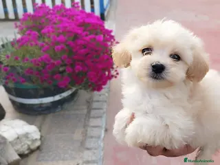 Maltipoo perros Maltipoo cachorros - Anuncio 2
