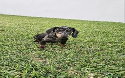 Teckel Miniatura perros en venta: TECKEL MINIATURA HEMBRA - Imagen 2