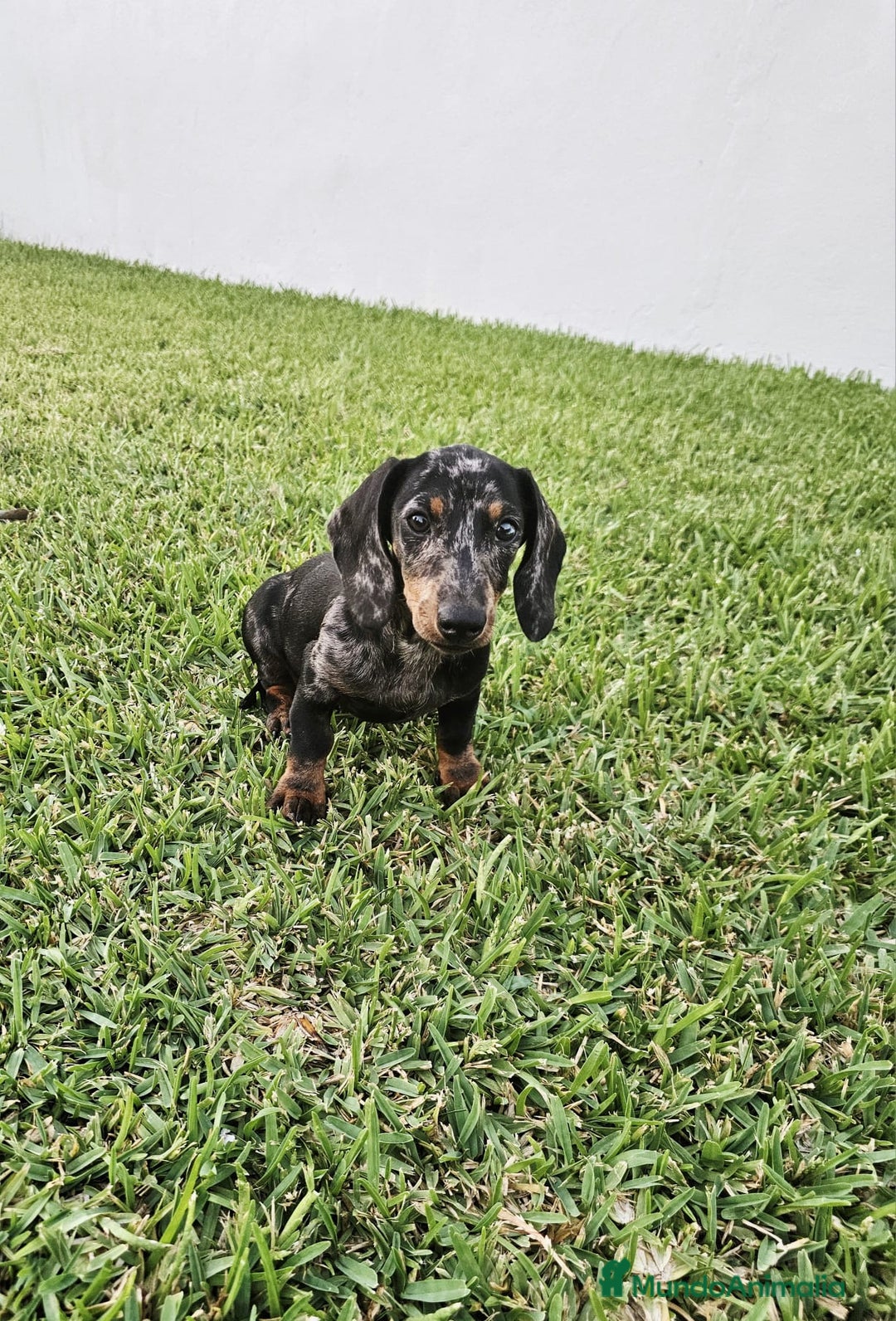 Teckel Miniatura perros en venta: TECKEL MINIATURA HEMBRA - Imagen 2