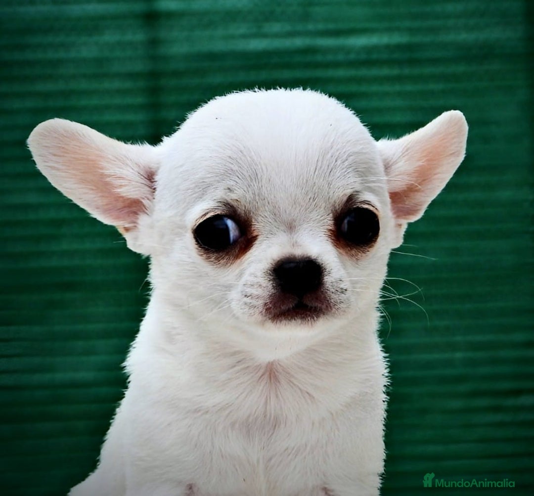 Chihuahua perros en venta: Chihuahuas toy cabeza de manzana - Imagen 8