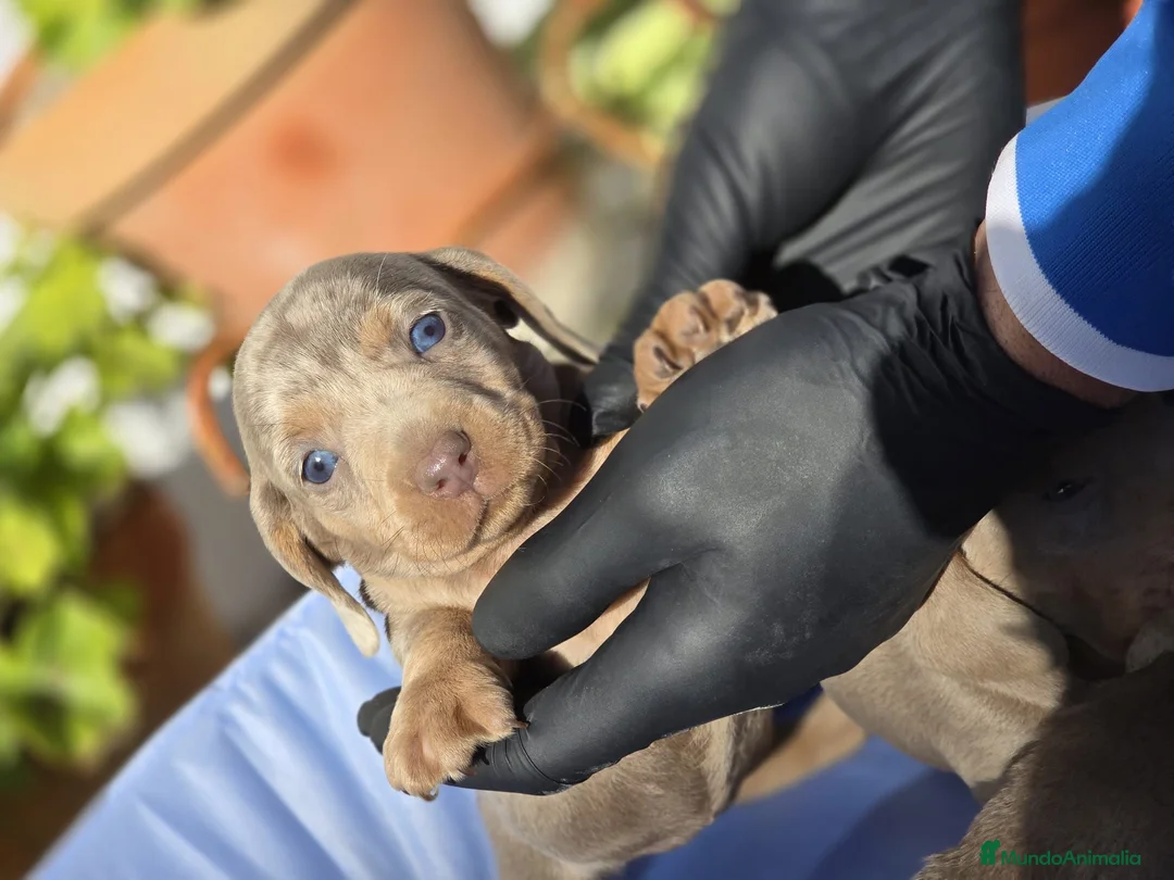 Teckel Miniatura perros en venta: Teckel canichen - Anuncio 2