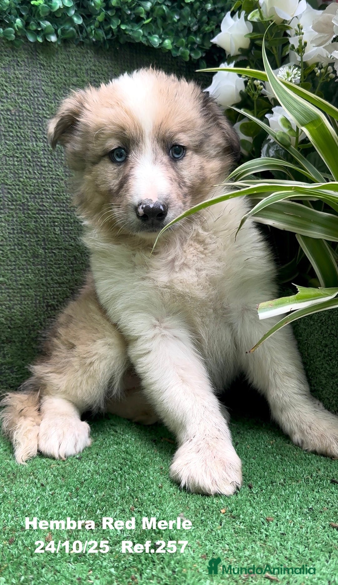 Border Collie perros en venta: BORDER COLLIE red merle - Anuncio 22