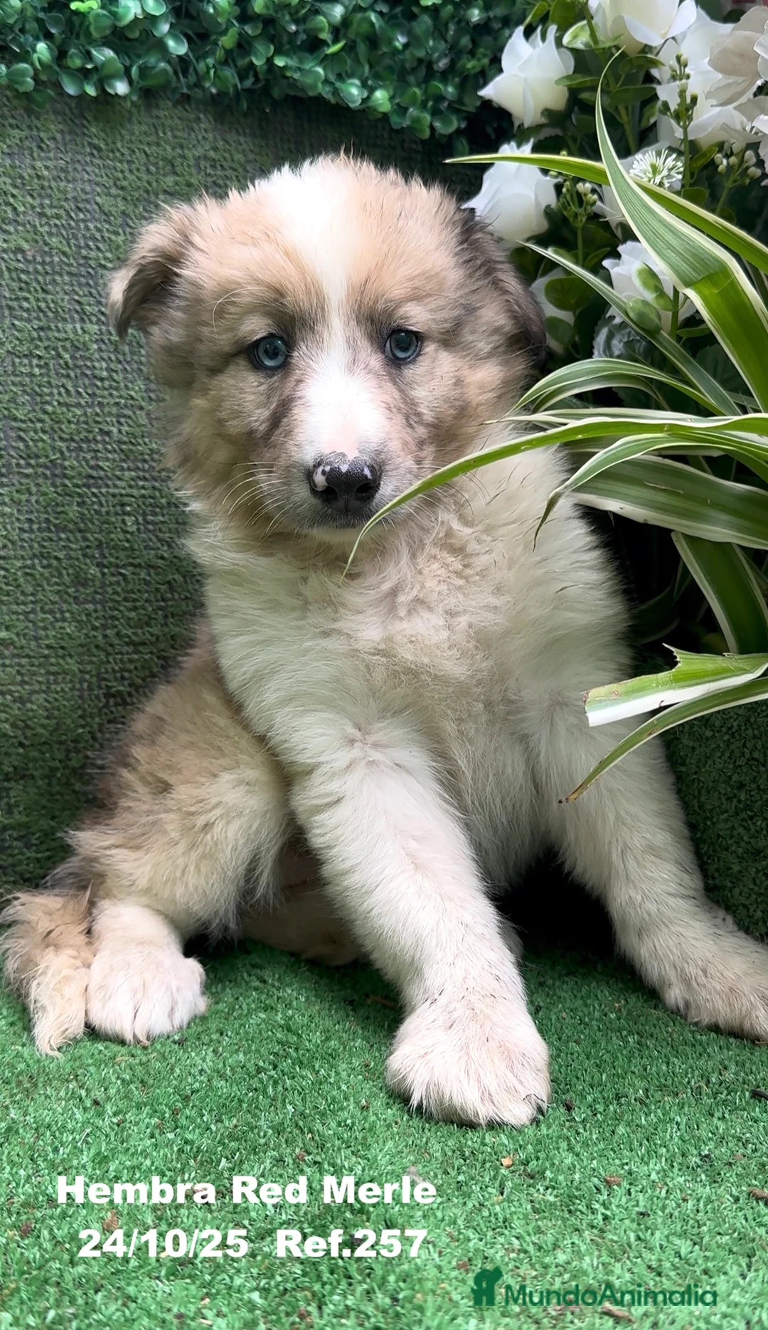 Border Collie perros en venta: BORDER COLLIE red merle - Anuncio 22