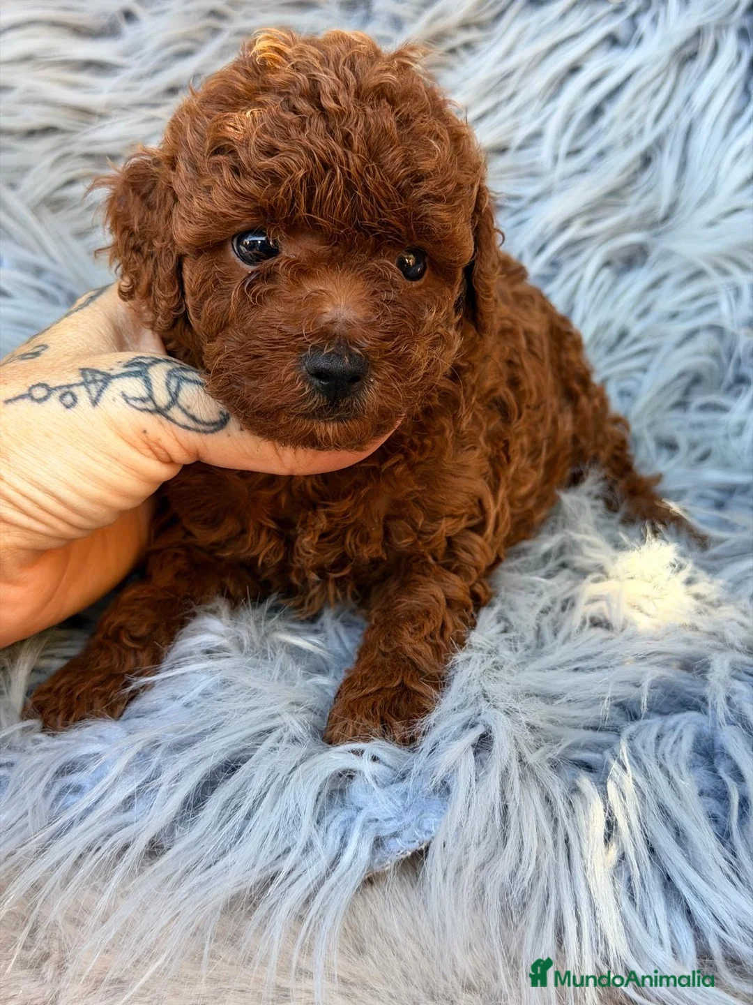 Caniche Toy perros en venta: Caniche toy rojo pimentón🐾 - Anuncio 2