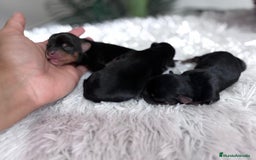 Yorkshire Terrier perros en venta: YORKSHIRE TERRIER - Imagen 9