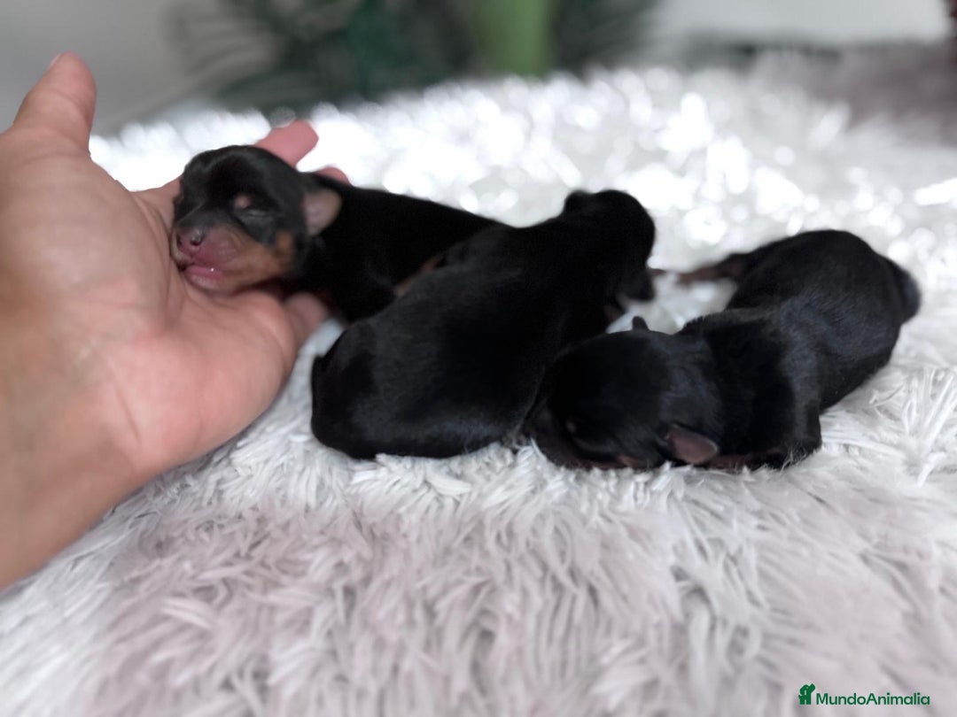 Yorkshire Terrier perros en venta: YORKSHIRE TERRIER - Imagen 9