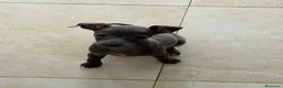 Pequeño Lebrel Italiano perros en venta: CACHORROS DE PICCOLO LEBREL ITALIANO  - Anuncio 4