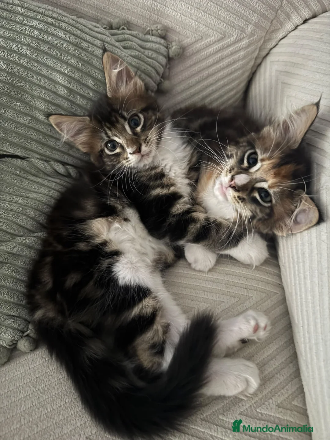 Maine Coon gatos en venta: Preciosa camada de Maine Coon - Anuncio 2