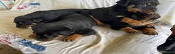 Rottweiler perros en venta: Cama de Rottweiler - Anuncio 3