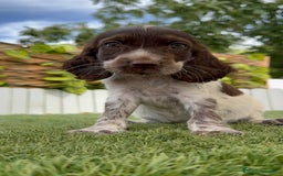 Cocker Spaniel Inglés perros en venta: COCKER MACHO RUANO - Imagen 8