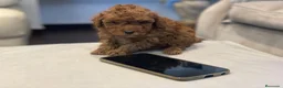 Caniche Toy perros en venta: caniche toy - Anuncio 2